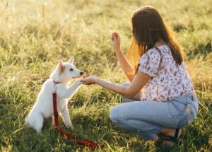 education chiot