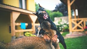 education canine